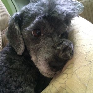 Meet your Posher, Lolia